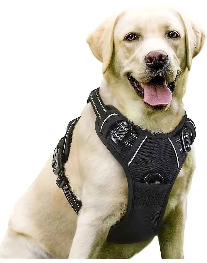Harnais chien golden assis heureux