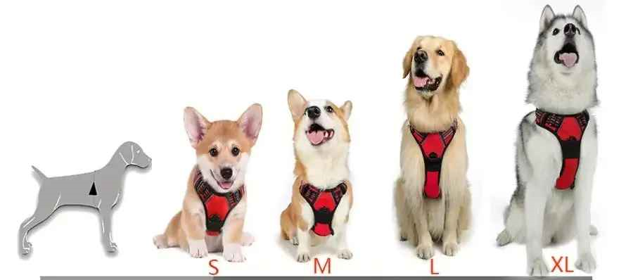 Harnais chien mesure avec quatre chien