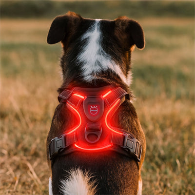 Harnais chien rouge-assi regardant au loin