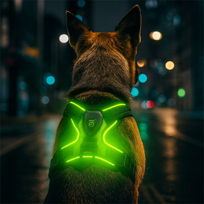 Harnais chien vert assi regardant la ville