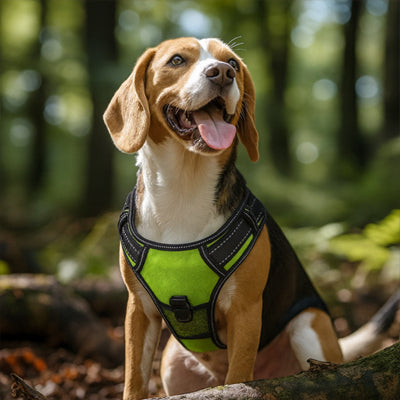 Harnais chien vert assis de face en forest