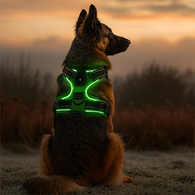 Harnais chien vert assis regardant au loin en nature