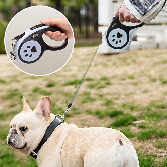 Laisse chien au camping