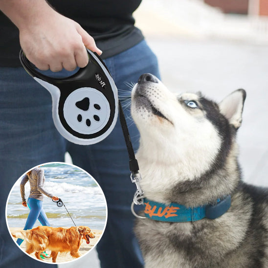 Laisse chien avec son copain