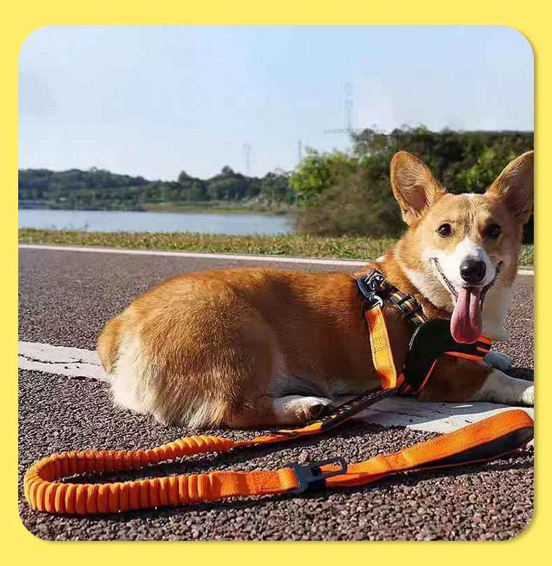 Laisse chien dans la rue en pause promenade