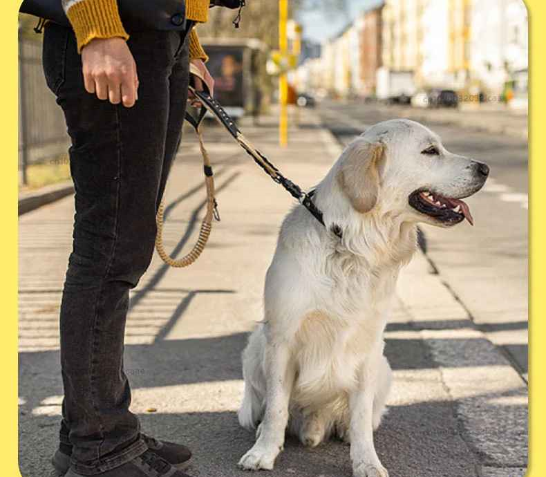 Laisse chien en promenade avec son copain