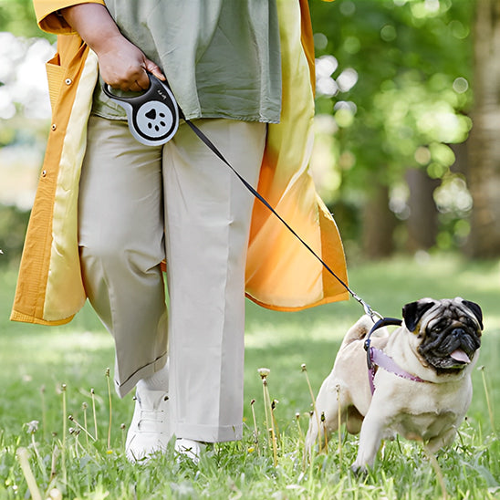 Laisse chien pug en balade
