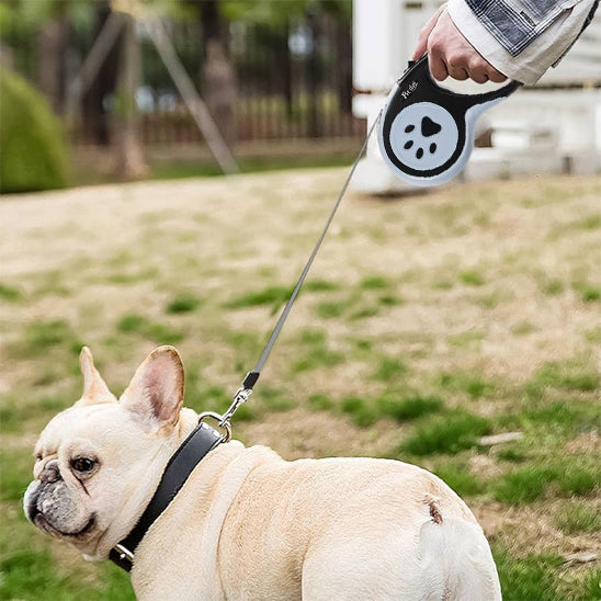 Laisse chien sur gazon