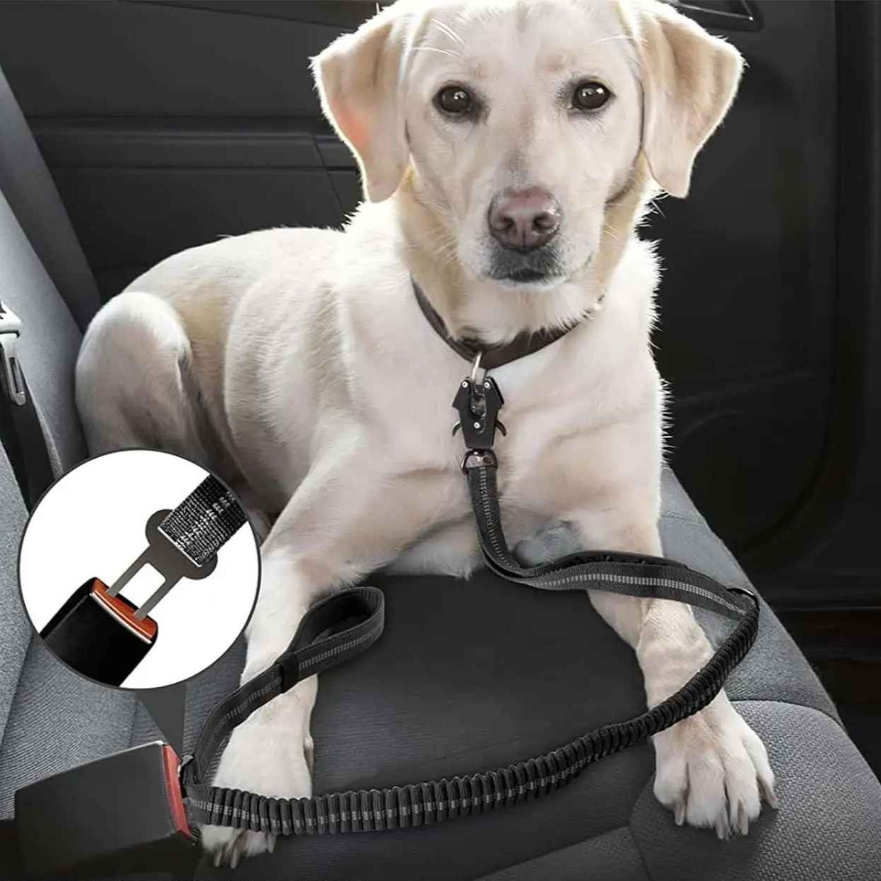 Laisse chien sur le siege arriere en voiture