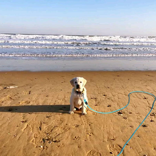 Longe pour chien a la plage