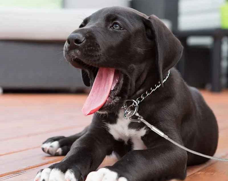 Longe pour chien coucher sur le balcon baillant