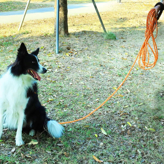 Longe pour chien dans le parc