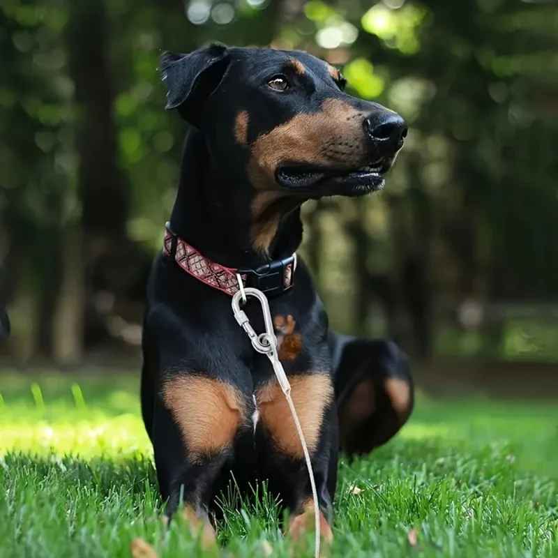 Longe pour chien en acier au parc_238ba83b-c5d2-46c3-851b-f0dc14eb7e88
