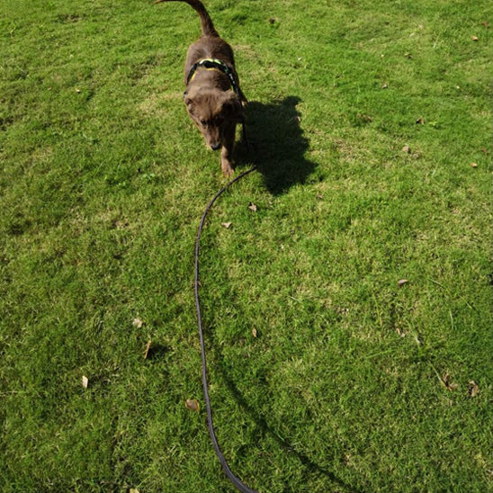 Longe pour chien en entrainement