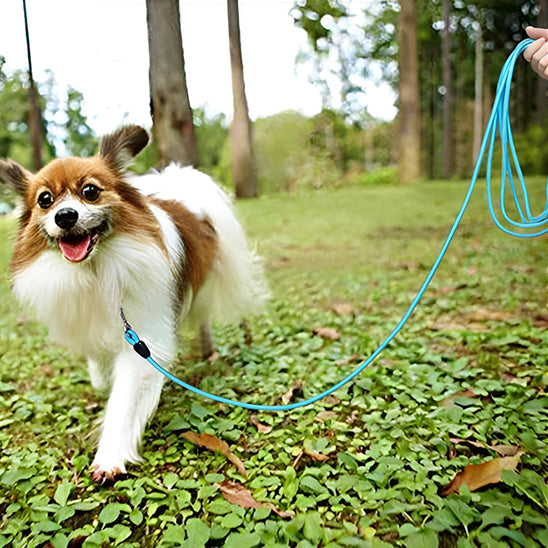 Longe pour chien en marche en nature