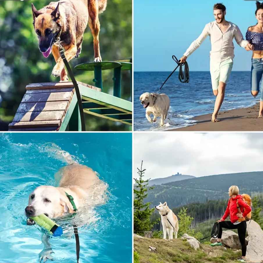 Longe pour chien en montagne la plage en baignade