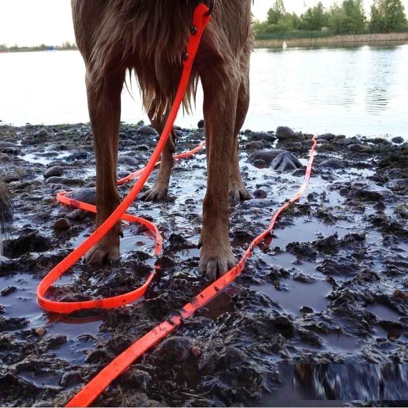 Longe pour chien en pvc chien profitant du lac