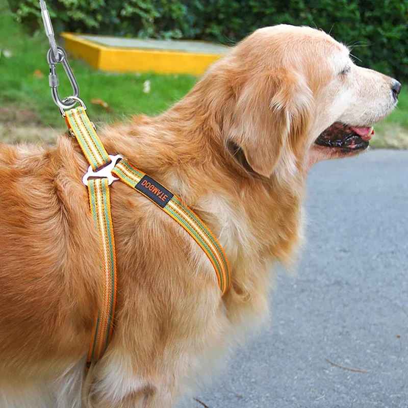 Longe pour chien golden en marche