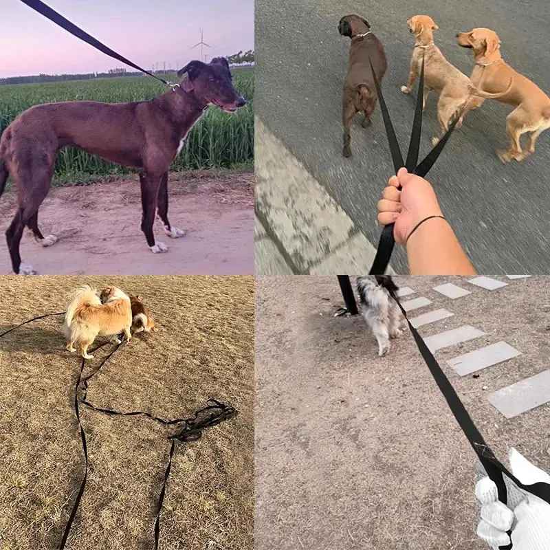 Longe pour chien photo utilisation chien en balade