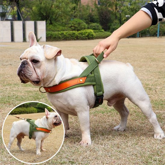 harnais chien anti traction avec chien avec son maitre
