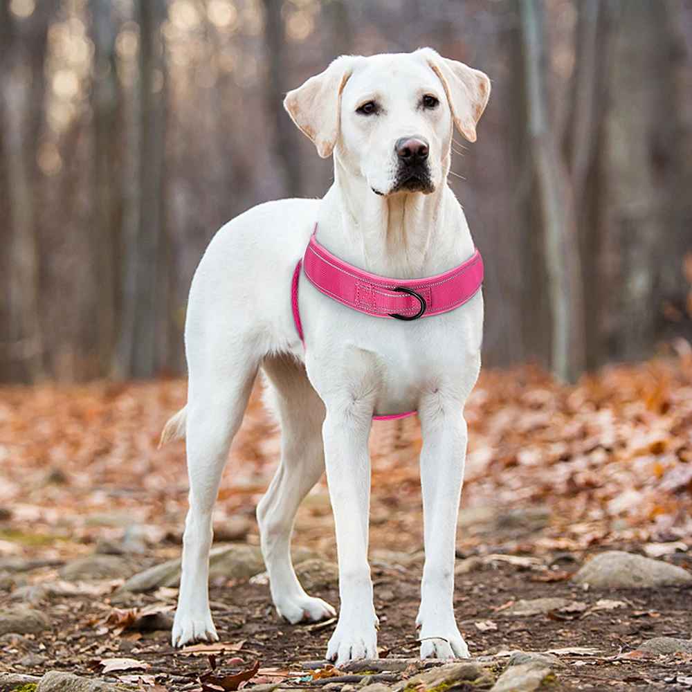 harnais chien anti traction chien en nature