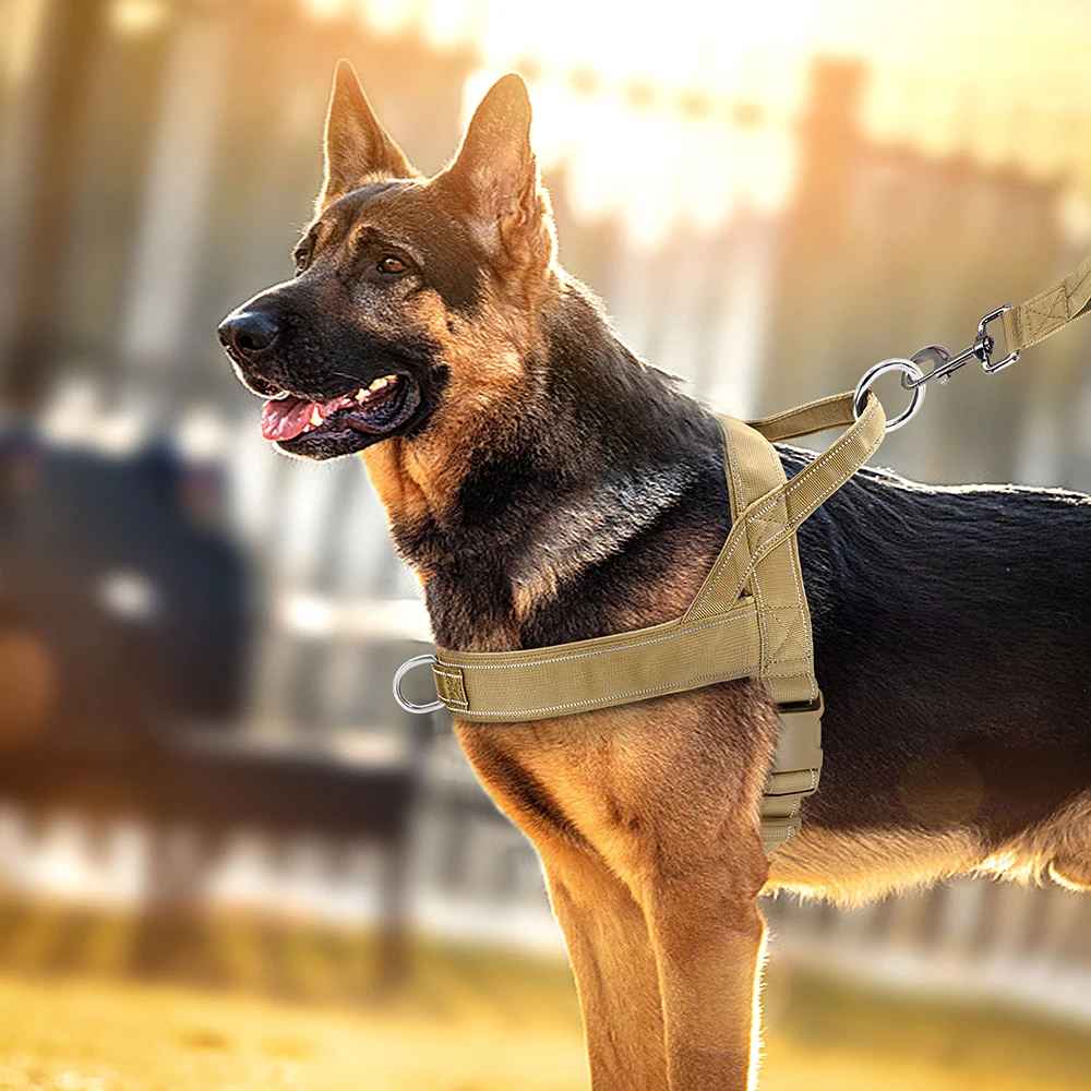 harnais chien anti traction chien en ville