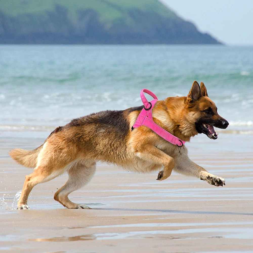 harnais chien anti traction chien plage