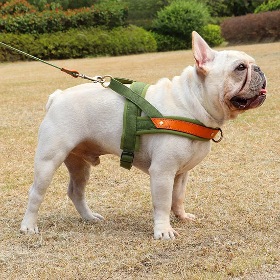 harnais chien anti traction modele droite