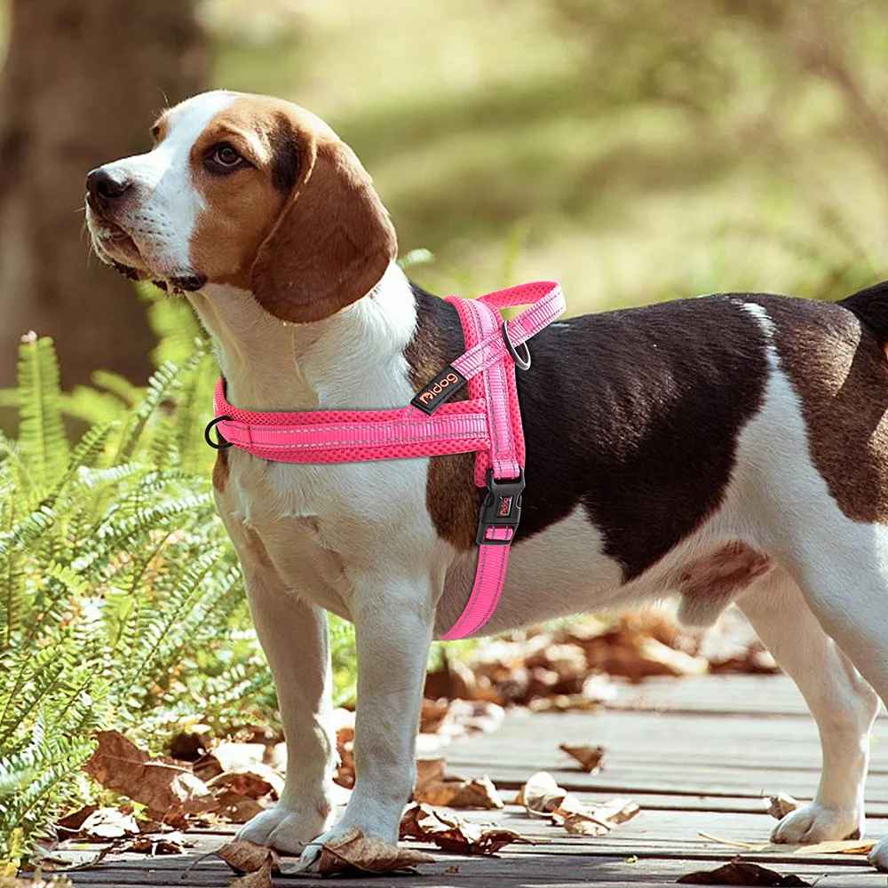 harnais chien avec beagle dans le sentier