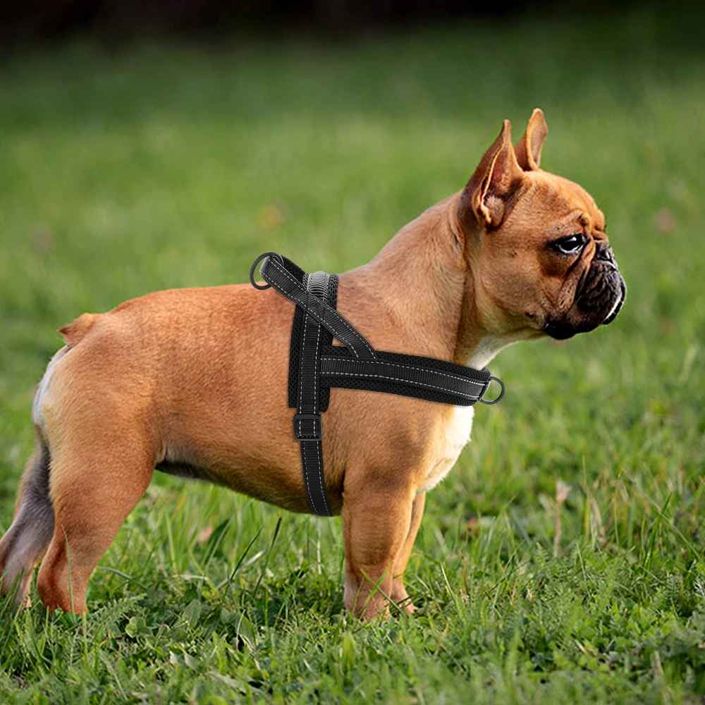 harnais chien avec french bulldog dans le gazon