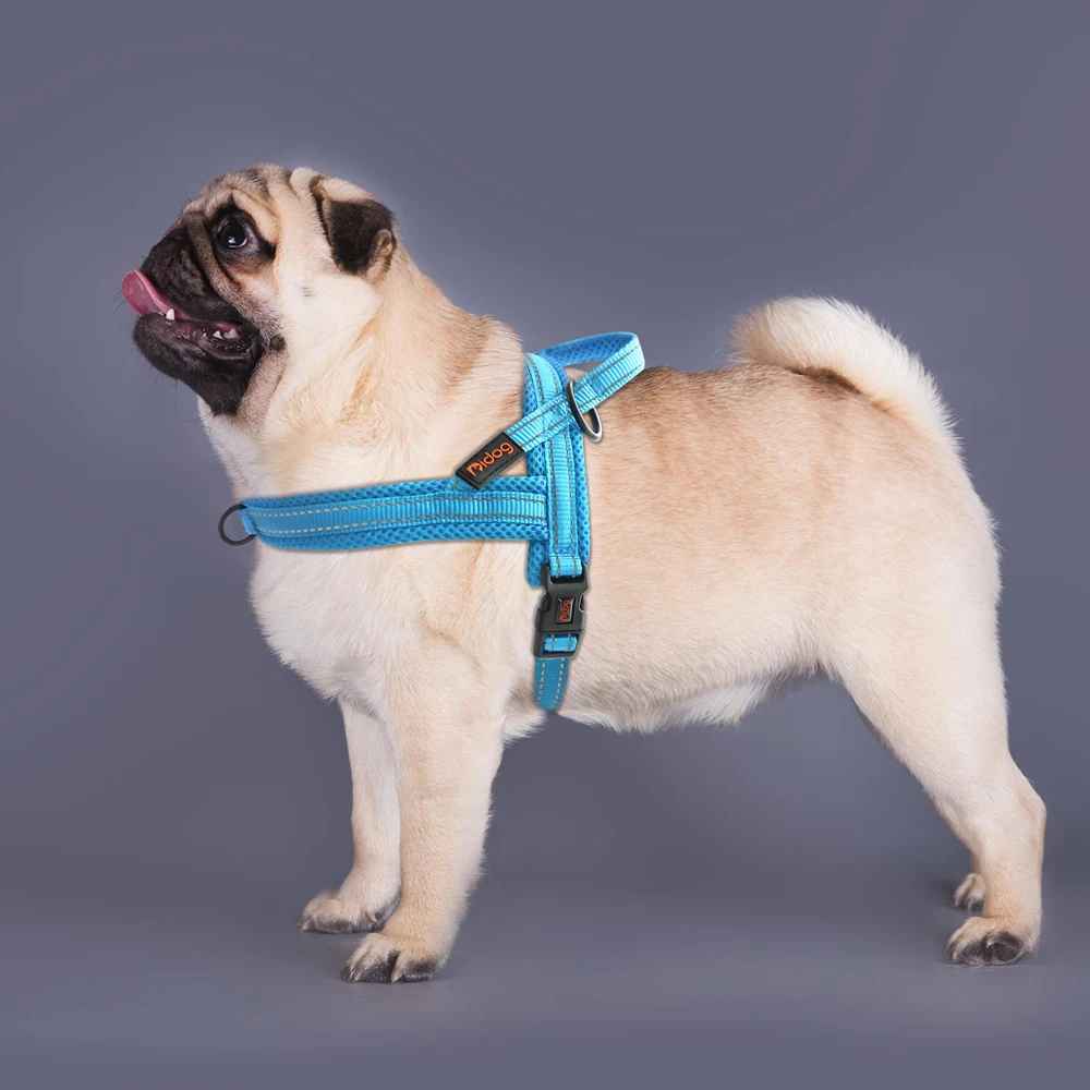 harnais chien avec pug en photo