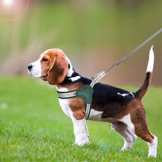 harnais chien beagle dans le gazon
