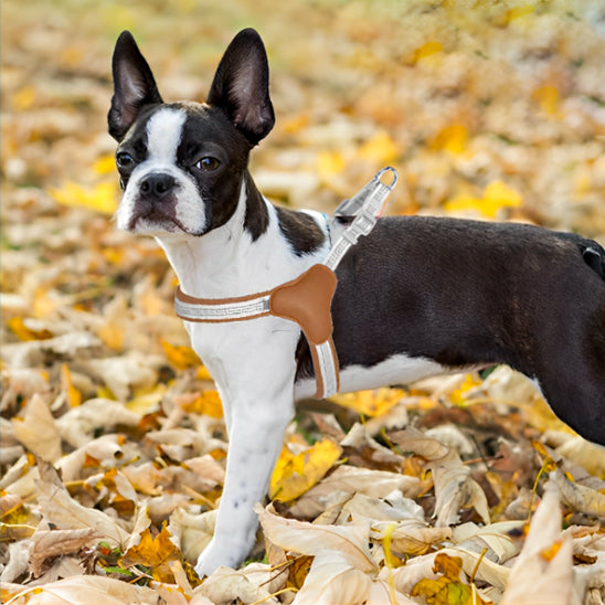 harnais chien boston terrier marchant dans les feuilles