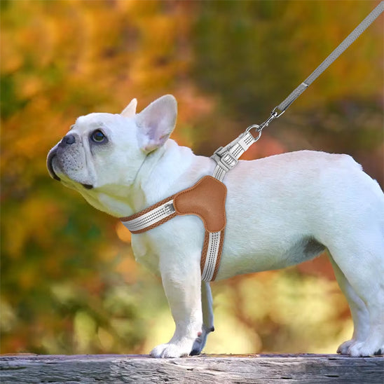 harnais chien bulldog en laisse