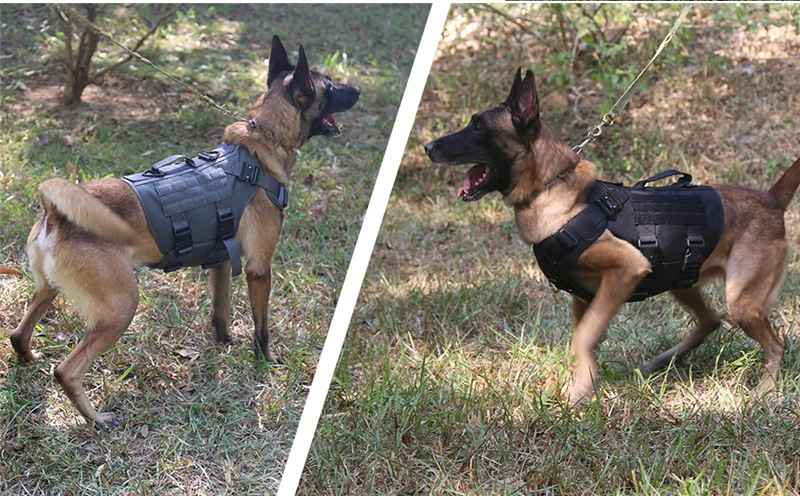 harnais chien en action doberman berger allemand