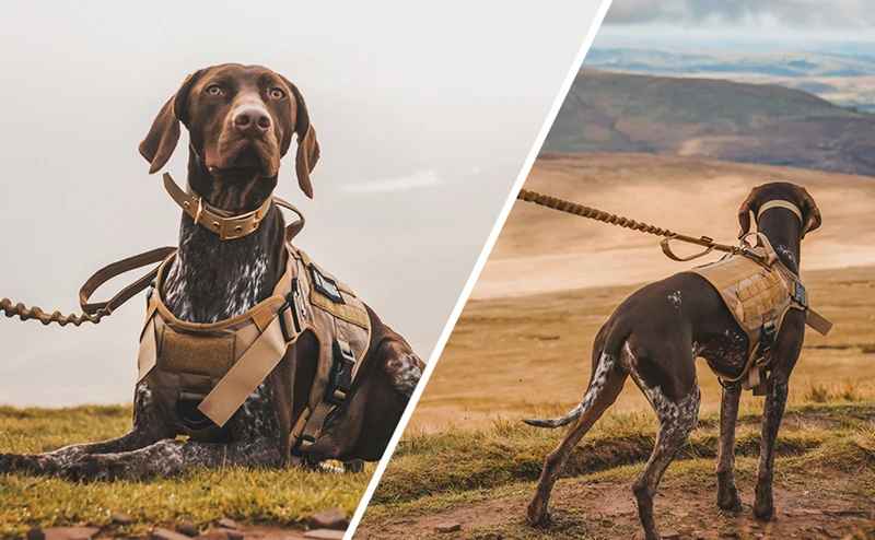harnais chien en excursion en nature