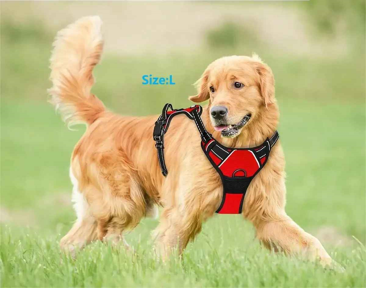 harnais chien en jeu au parc