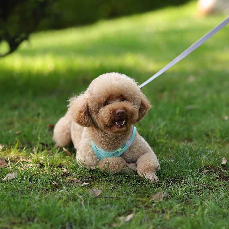 harnais chien en laisse couche sur le gazon