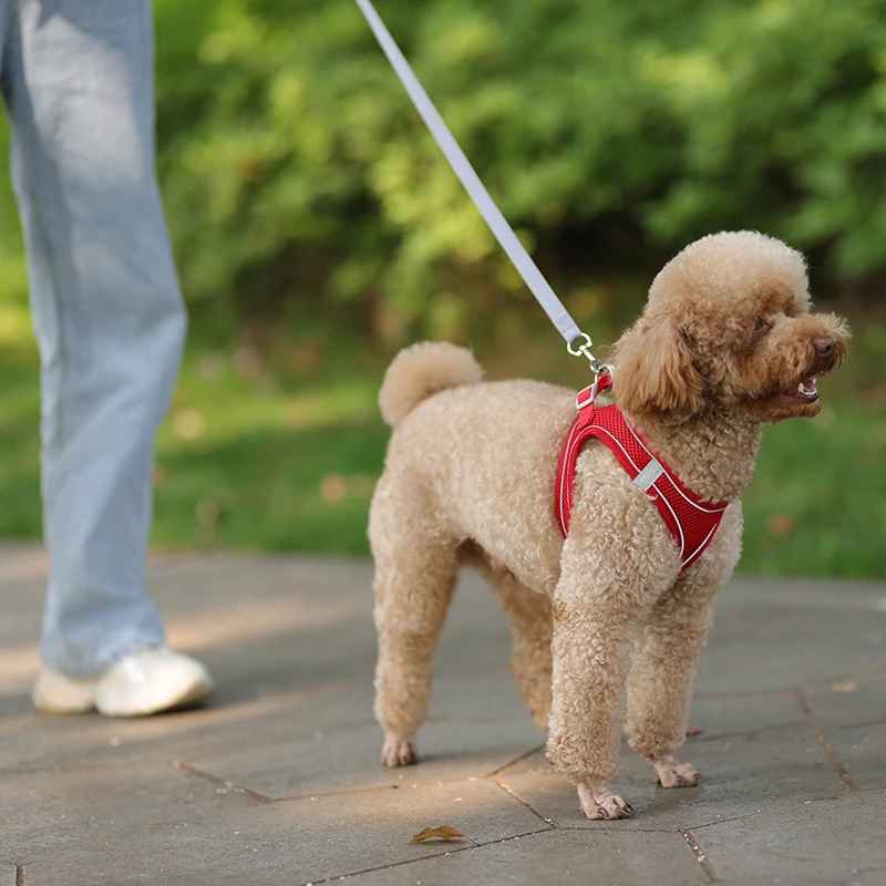 harnais chien en laisse se promenant