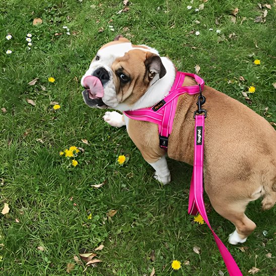 harnais chien english bulldog fleur jaune