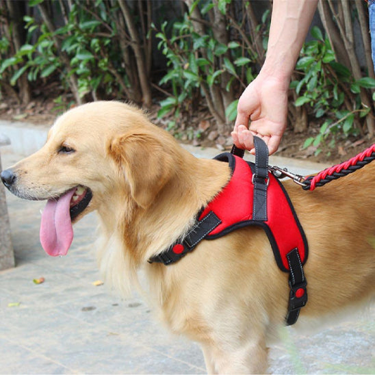 harnais chien grand golden en promenade