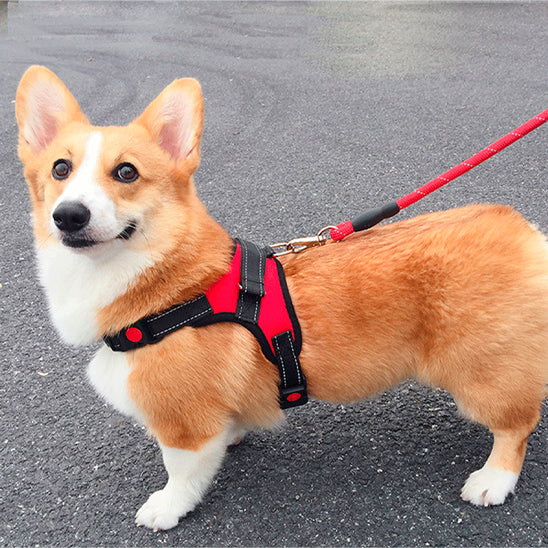 harnais chien petit pembroke en promenade