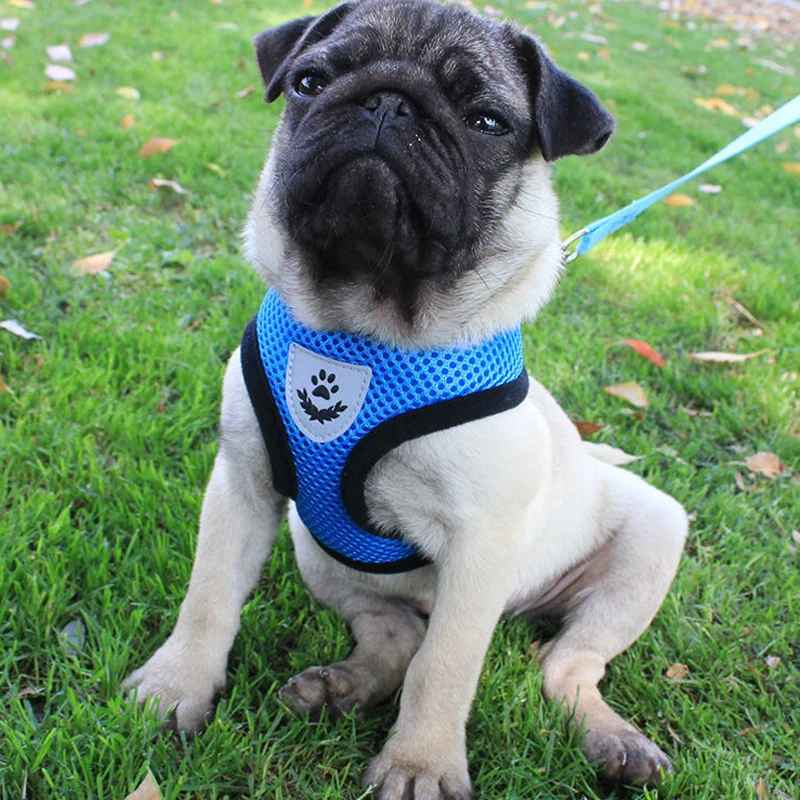 harnais chien pug blanc en laisse