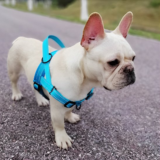harnais chien pug dans la rue
