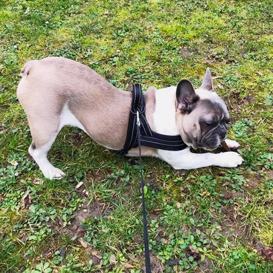 harnais chien pug joue dans le gazon