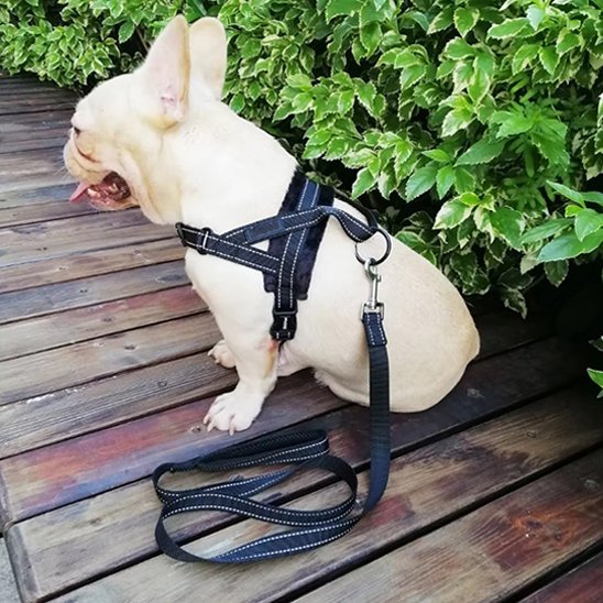 harnais chien pug pres de l'arbuste