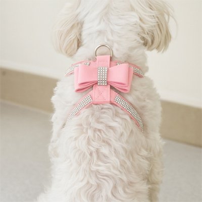 harnais pour chien assis dans la maison