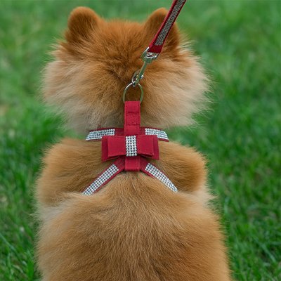 harnais pour chien assis dans le gazon