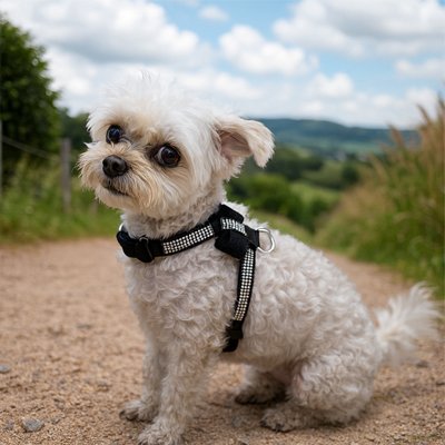 harnais pour chien assis dans le sentier