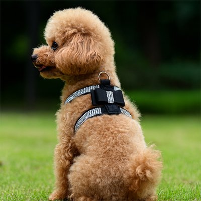 harnais pour chien assis de cote dans le gazon